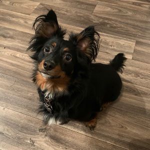 Meet your Posher, Devin